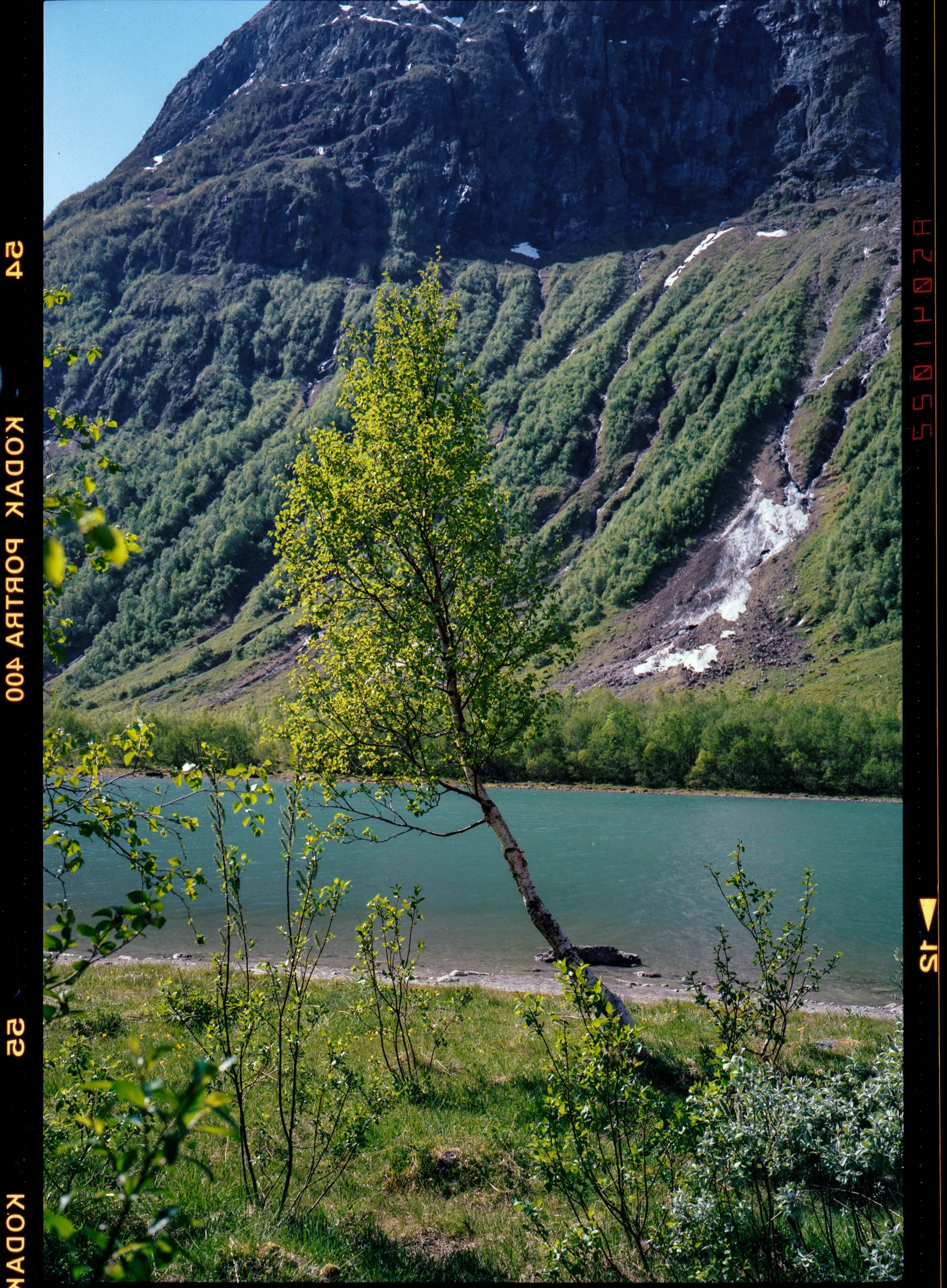 A slim birch in front of a waterfall-streaked mountain wall above a fjord